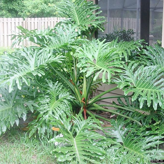 Semillas de Filodendro Árbol Encaje - Planta Tropical Perennifolia de Hojas Anchas para Jardines Interiores/Exteriores, Libre de OGM - 15 Piezas