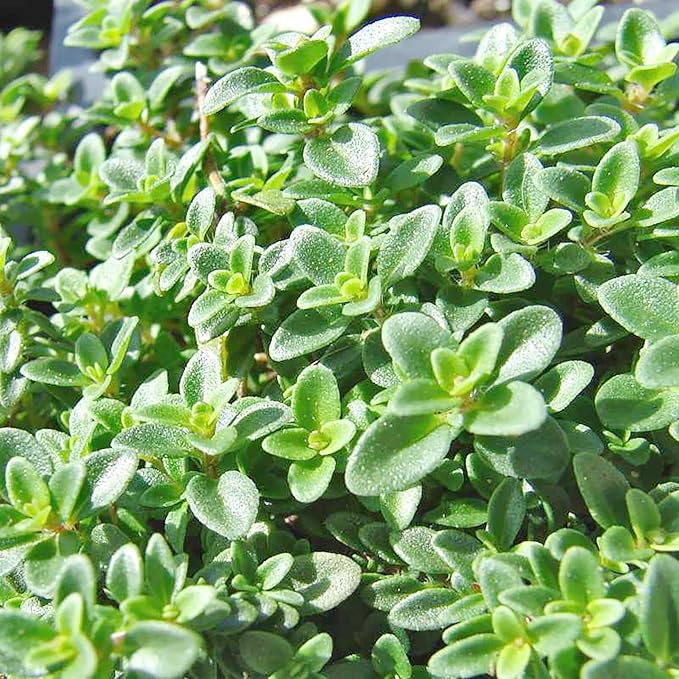 Graines de Thym Citronné (Thymus Citriodorus) Parfumé, Persistant, Résistant aux Cerfs et aux Lapins, Tolérant à la Sécheresse, Couvre-sol Culinaire et Ornemental pour Patio, Conteneur, Intérieur Extérieur