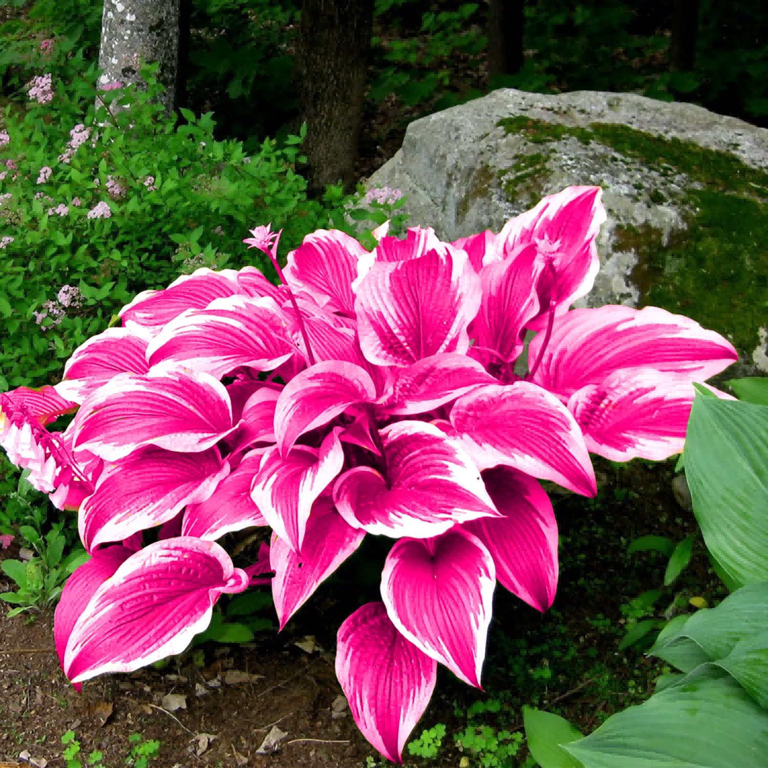 Graines de Hosta Rose Pervenche Vivace pour Bonsaï d'Intérieur et d'Extérieur, Favorable aux Pollinisateurs