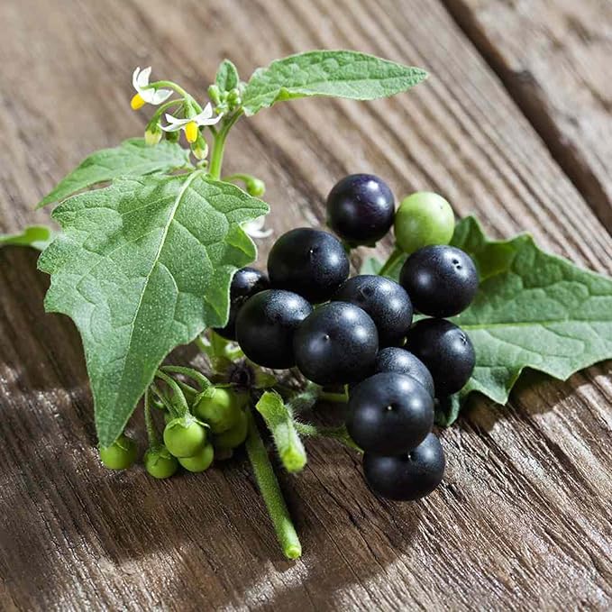 Semillas de Solanácea Negra Solanum Nigrum Hierba Comestible, Bajo Mantenimiento, Anual Perenne para Patio y Jardín