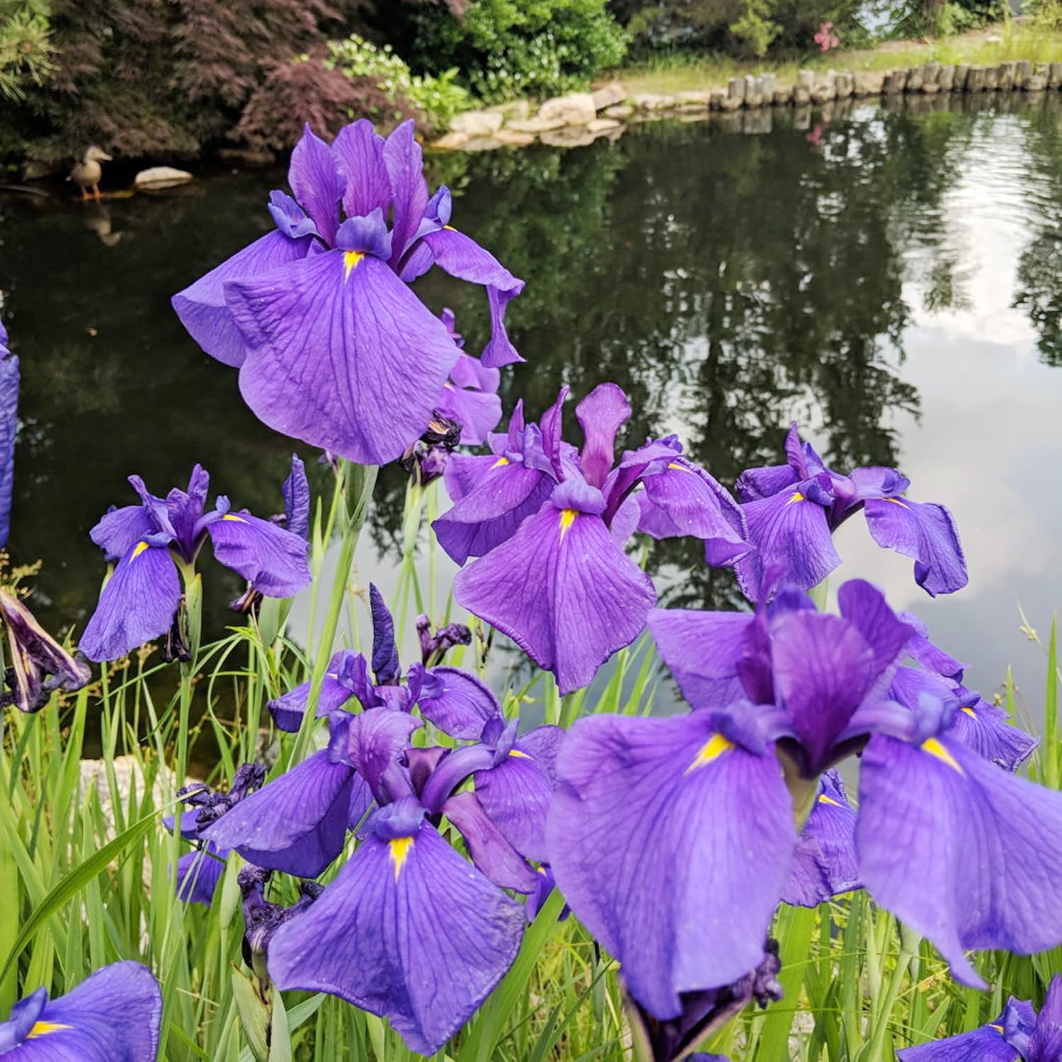 Semillas de iris japonesas Iris Ensata, flores hermosas e intrincadas, atraen polinizadores, perfectas para jardines acuáticos, bordes de estanques y bordes perennes