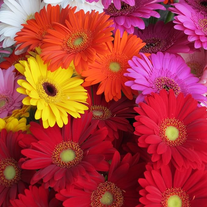 Gerbera-Mix, blühende Samen für wunderschöne Blüten, ideal für Pflanzen- und Gartenliebhaber