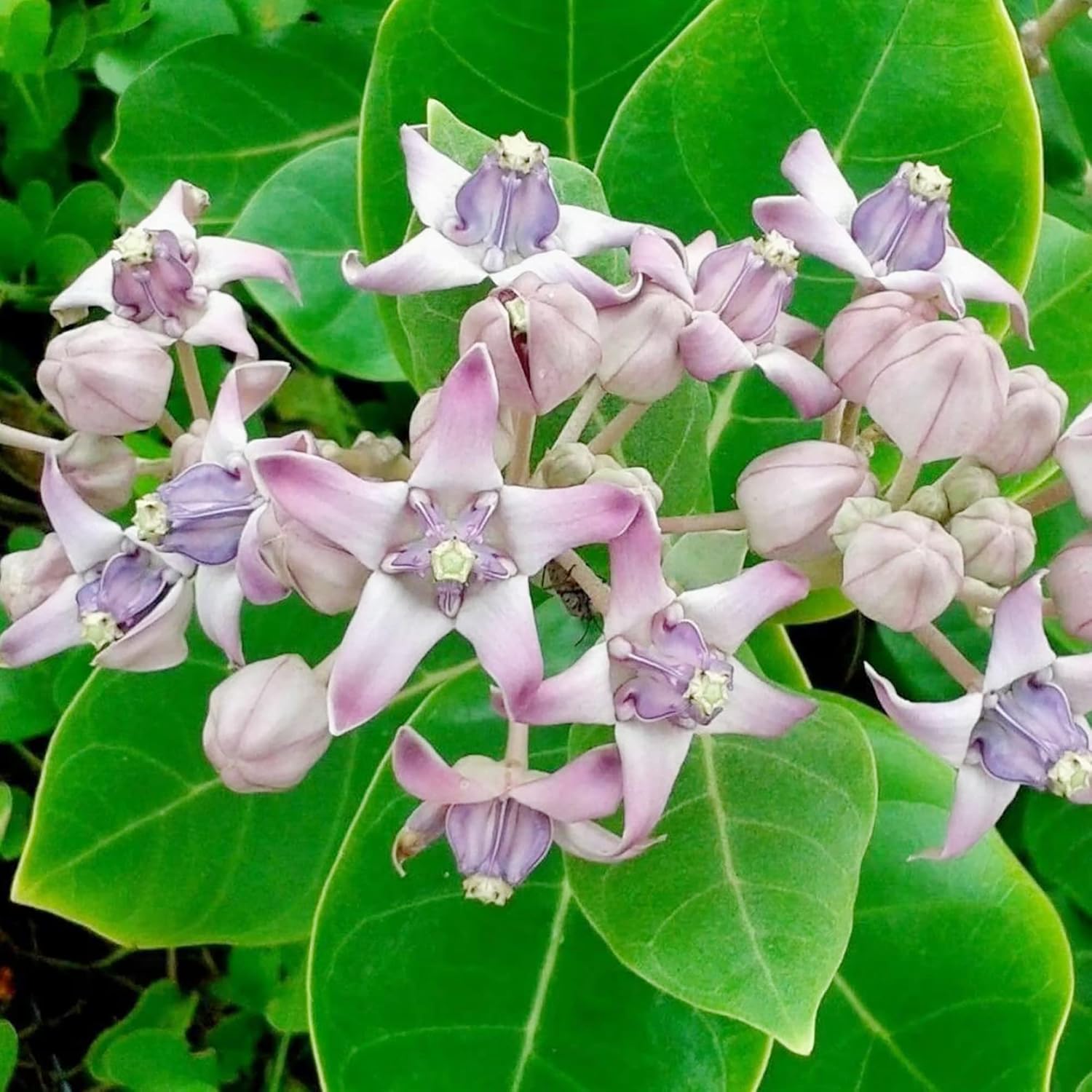 Calotropis Gigantea Seeds  Giant Milkweed