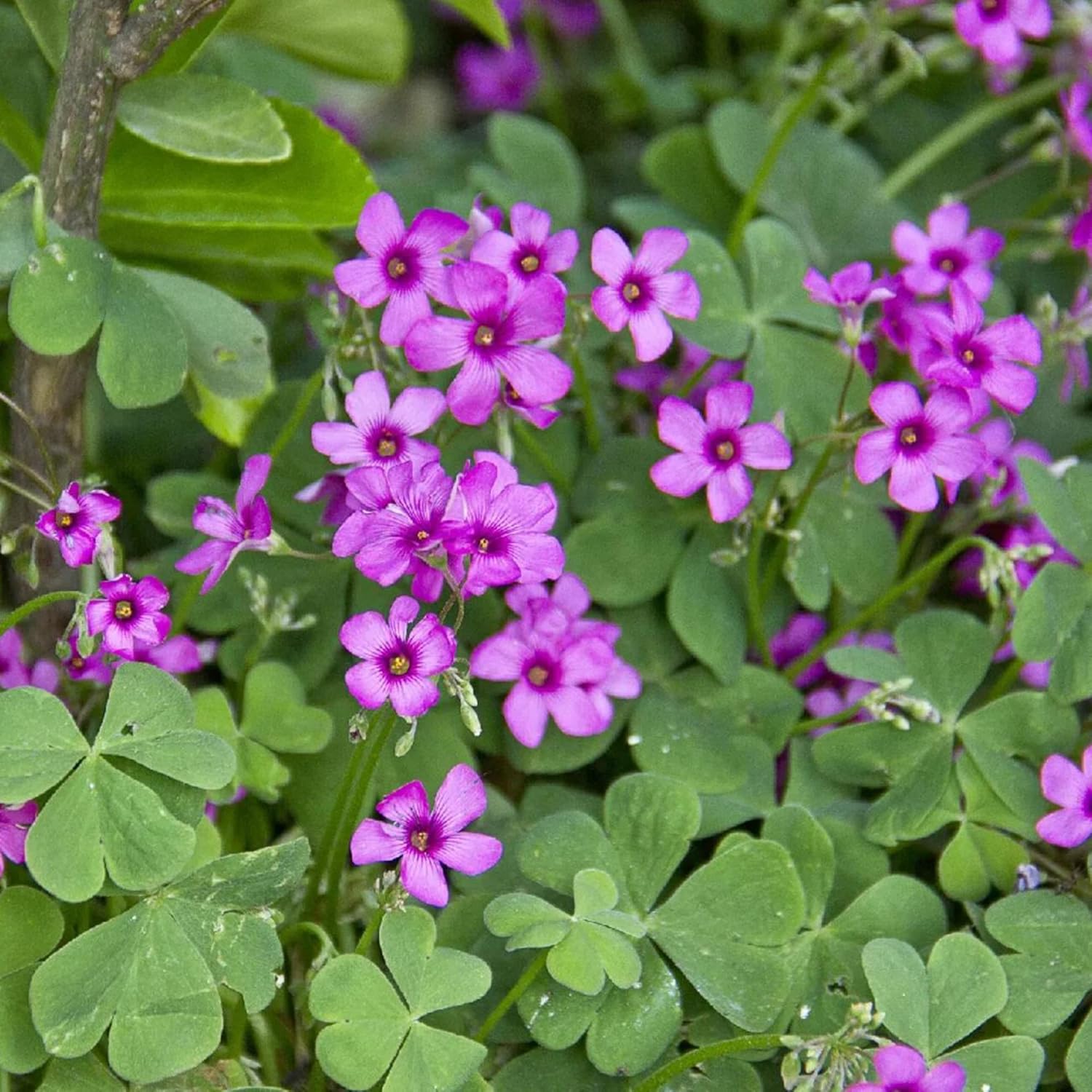 Semillas de vinagrillo rosa, Oxalis debilis, hierba perenne ornamental de bajo crecimiento para jardines de polinizadores, parterres exteriores