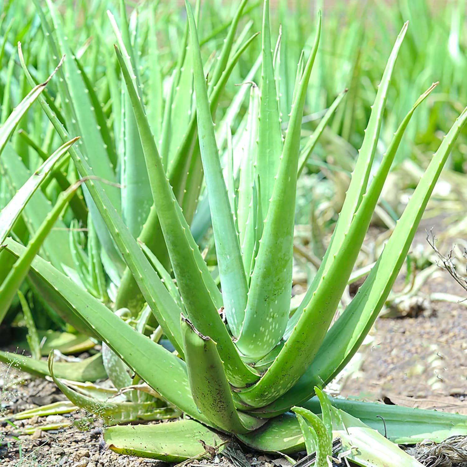 Semillas de Aloe Vera Perennes, Resistentes a Ciervos, de Bajo Mantenimiento, Atraen Polinizadores, Cubiertas de Suelo y Contenedores Decorativos