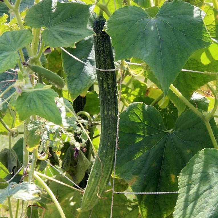 Long Crisp Pickling Cucumber Seeds for Planting - 100 pcs - Fruit Seeds