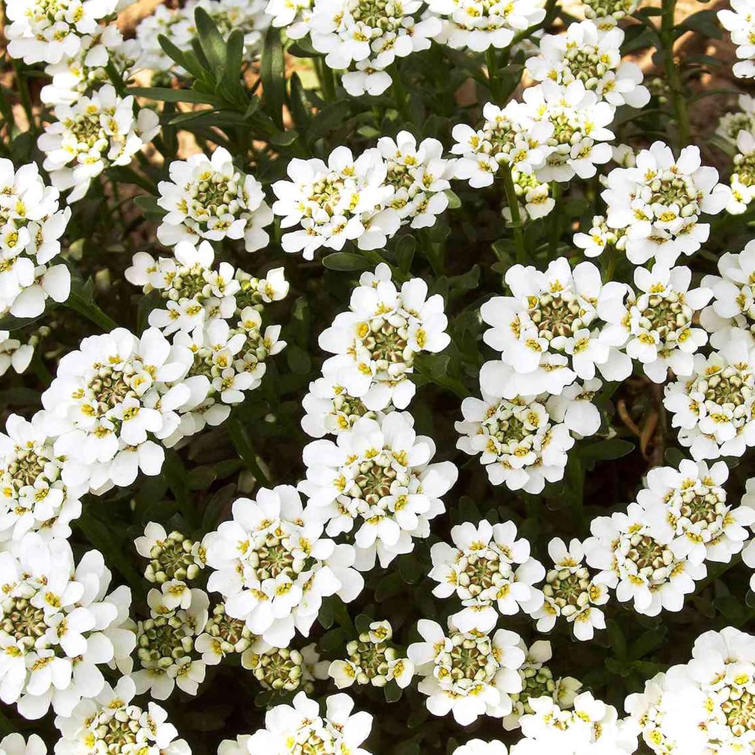 Semillas de Candytuft Iberis Sempervirens - Planta Perenne Siempreverde de Bajo Crecimiento, Cubresuelos Fragante para Bordes - 20 Piezas
