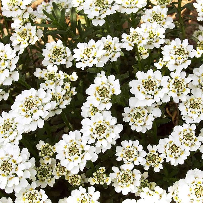 Semi di Candytuft – Iberis Sempervirens, Perenne Sempreverde a Bassa Crescita, Coprisuolo Profumato per Bordure – 20 Semi di Fiori