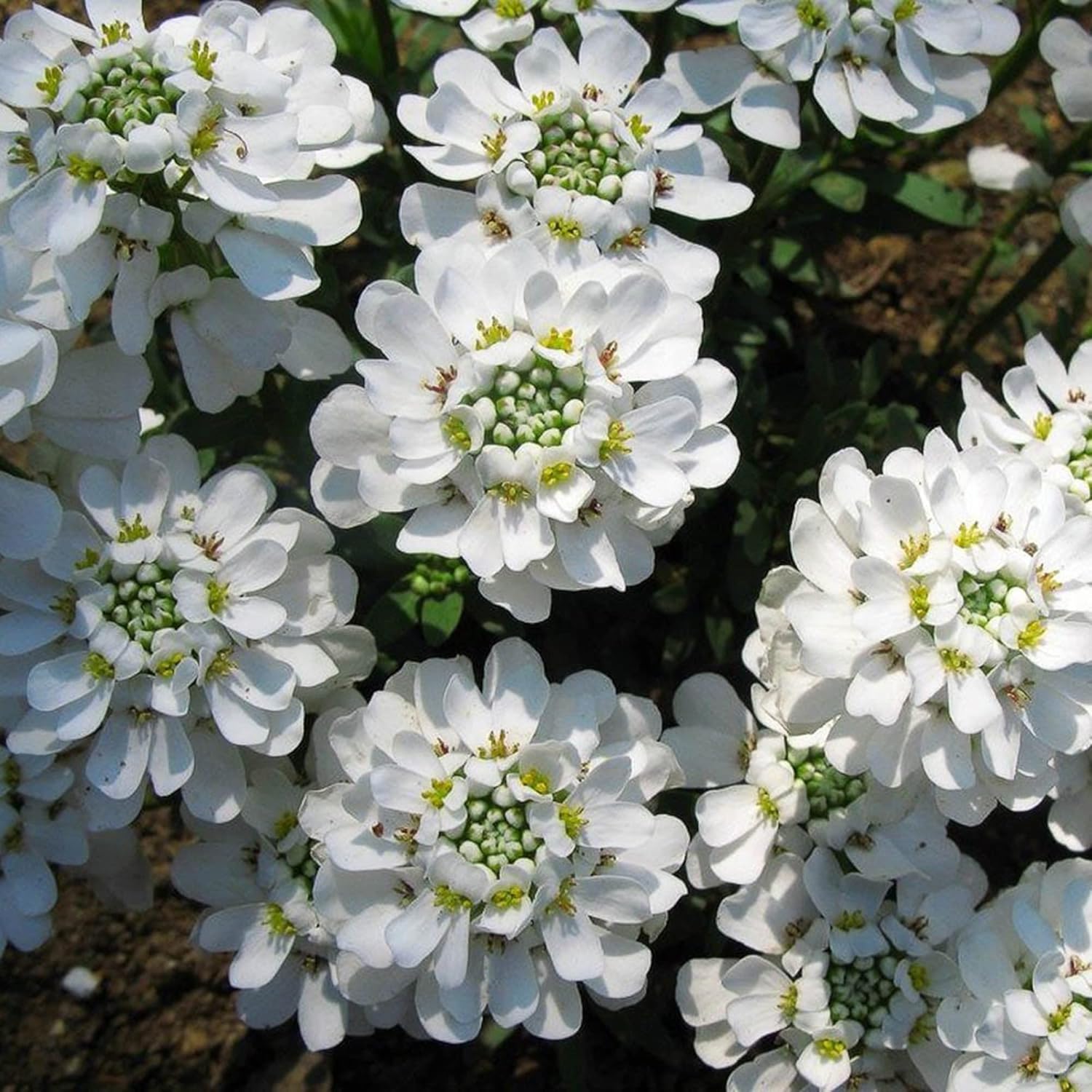 Semillas de Candytuft Iberis Sempervirens - Planta Perenne Siempreverde de Bajo Crecimiento, Cubresuelos Fragante para Bordes - 20 Piezas