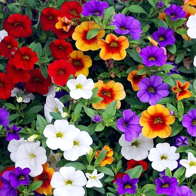 Mixed Calibrachoa Seeds, Vibrant Blooms for Stunning Garden Displays