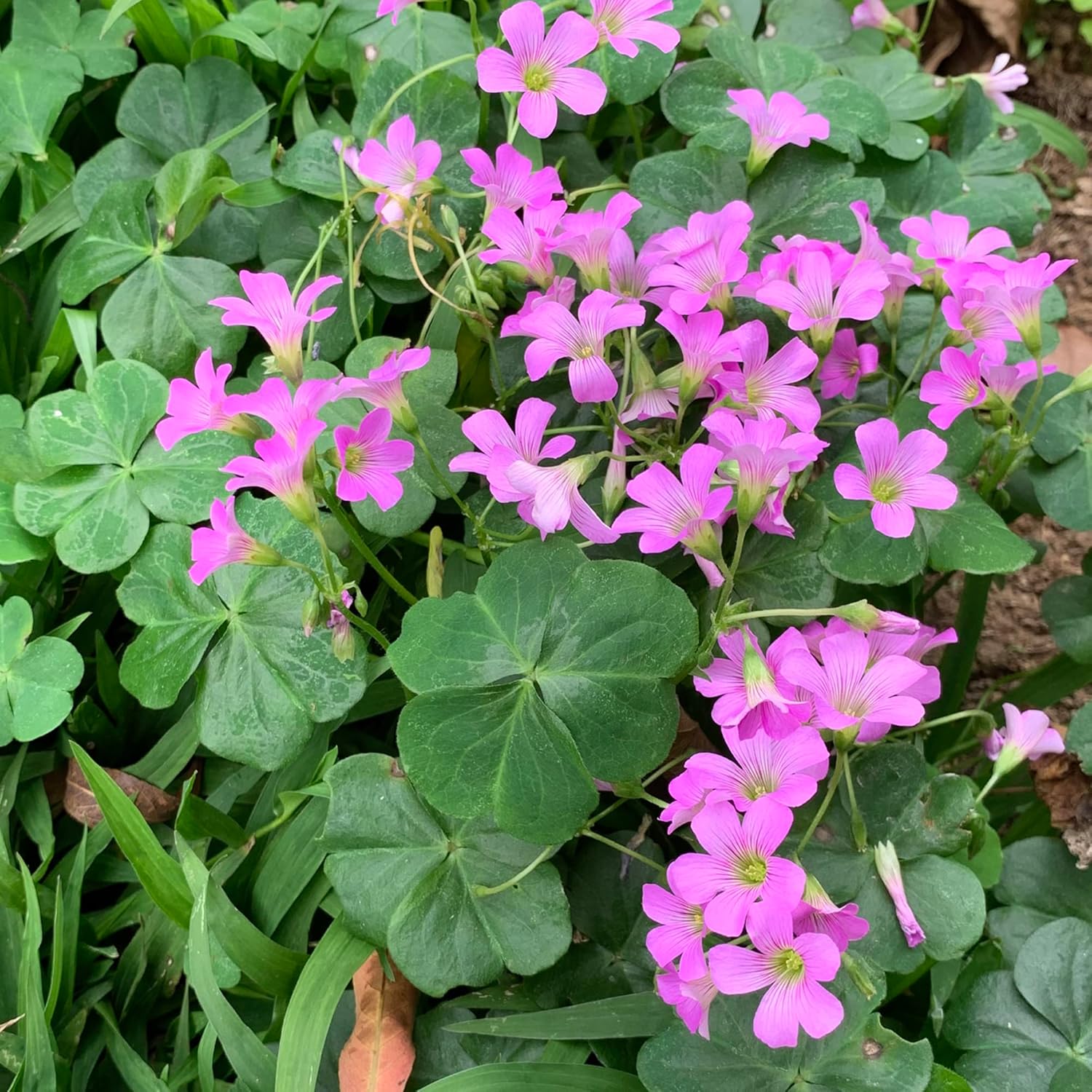 Semillas de vinagrillo rosa, Oxalis debilis, hierba perenne ornamental de bajo crecimiento para jardines de polinizadores, parterres exteriores