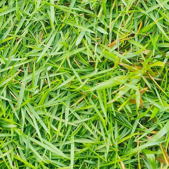 Semillas de césped Zoysia, césped premium para jardines, campos de golf y paisajismo 1/8 LB