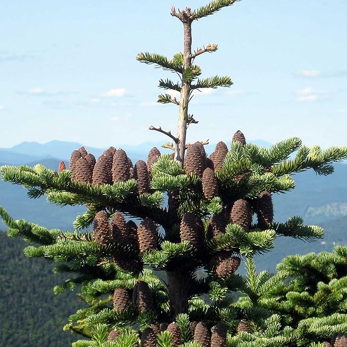 Semillas de Abeto Balsámico - Abies Balsamea, Árbol Conífero Perennifolio con Follaje Aromático y Forma Atractiva, Bajo Mantenimiento para Jardines y Parques - 30 Piezas