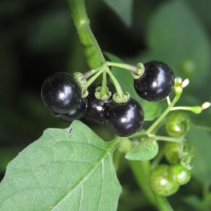 Semillas de Solanácea Negra Solanum Nigrum Hierba Comestible, Bajo Mantenimiento, Anual Perenne para Patio y Jardín