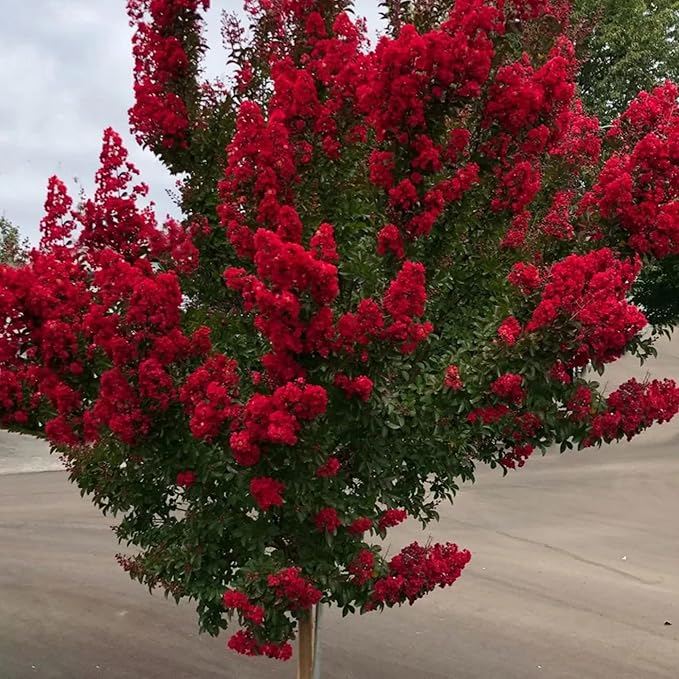 Semillas de Mirto Rojo - Lagerstroemia Indica Árbol o Arbusto Deciduo con Flores para Seto y Pantalla - 35 Piezas