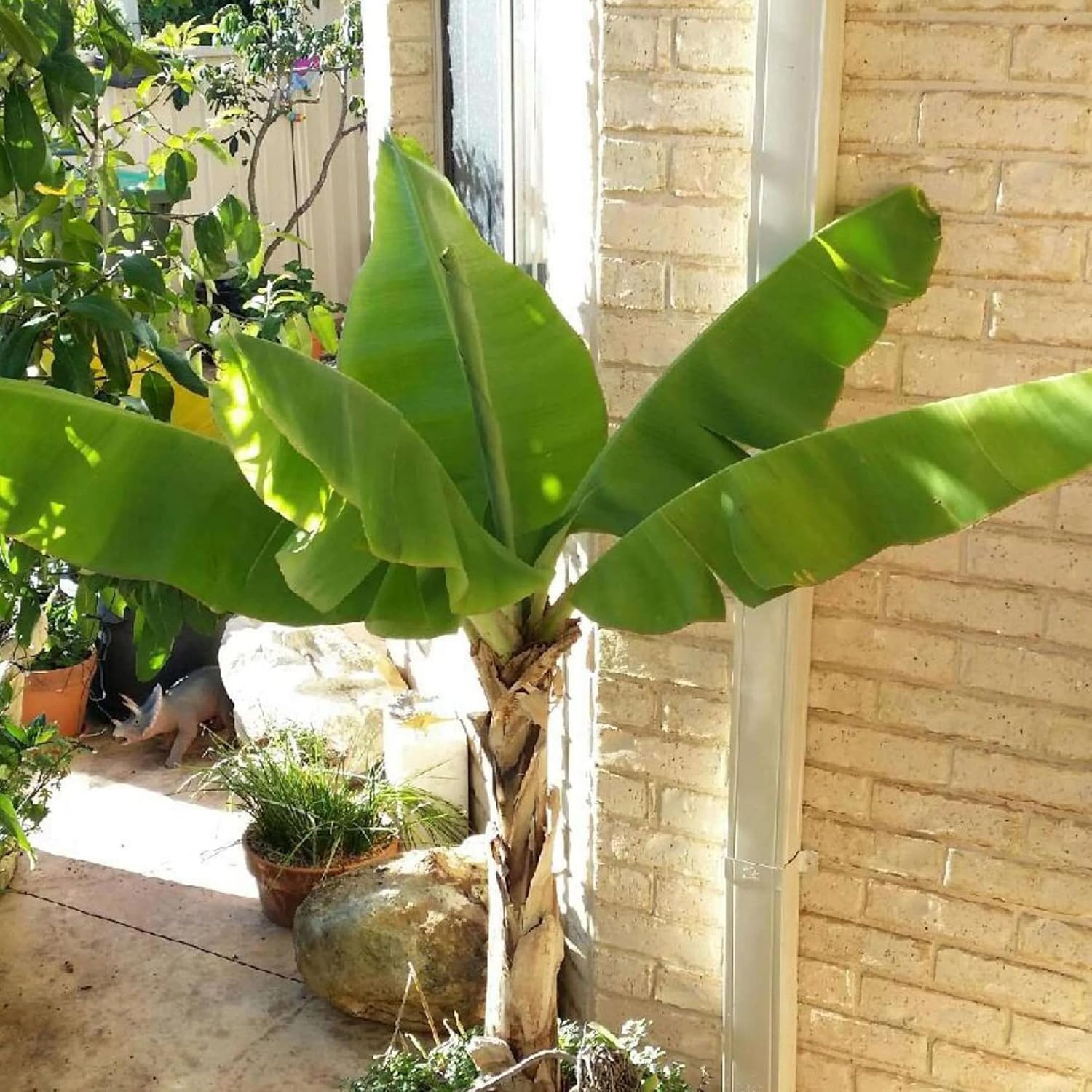 Semillas de Plátano Enano Cavendish para Plantar, Musa Enana | Semillas de Árbol de Fruta Tropical