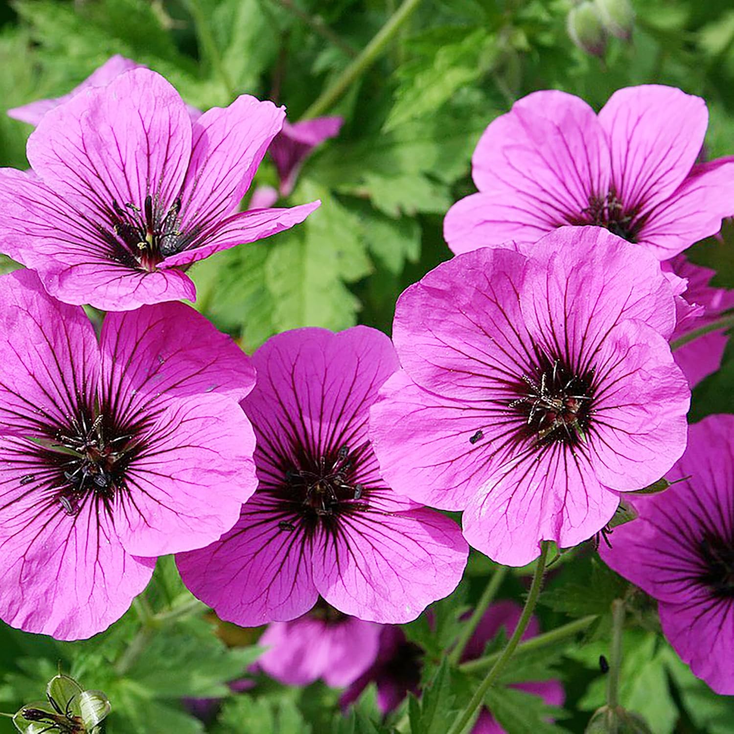 300 semi di geranio | Altamente apprezzati per bellezza e versatilità | Foglie profumate | Piante ornamentali a bassa manutenzione | Ideali per giardini e contenitori