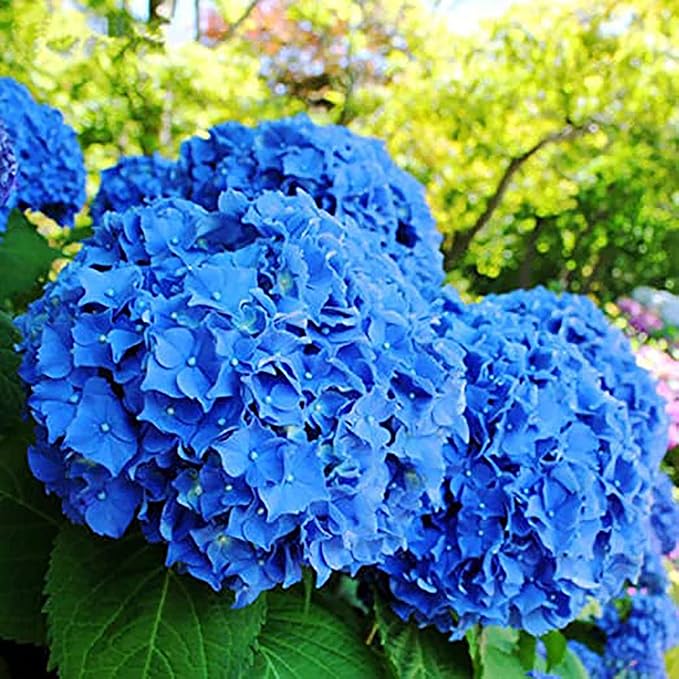 Semillas de Hortensia Azul - Hortensia de Hoja Grande Macrophylla, Arbusto Deciduo Raro y Resistente, Planta de Flor de Jardín No OGM