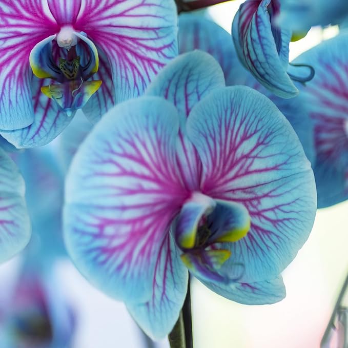 Phalaenopsis-Orchideen-Samen, seltene blaue und rosa Blüten