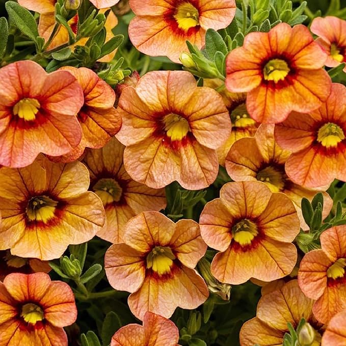 Mixed Calibrachoa Seeds, Vibrant Blooms for Stunning Garden Displays