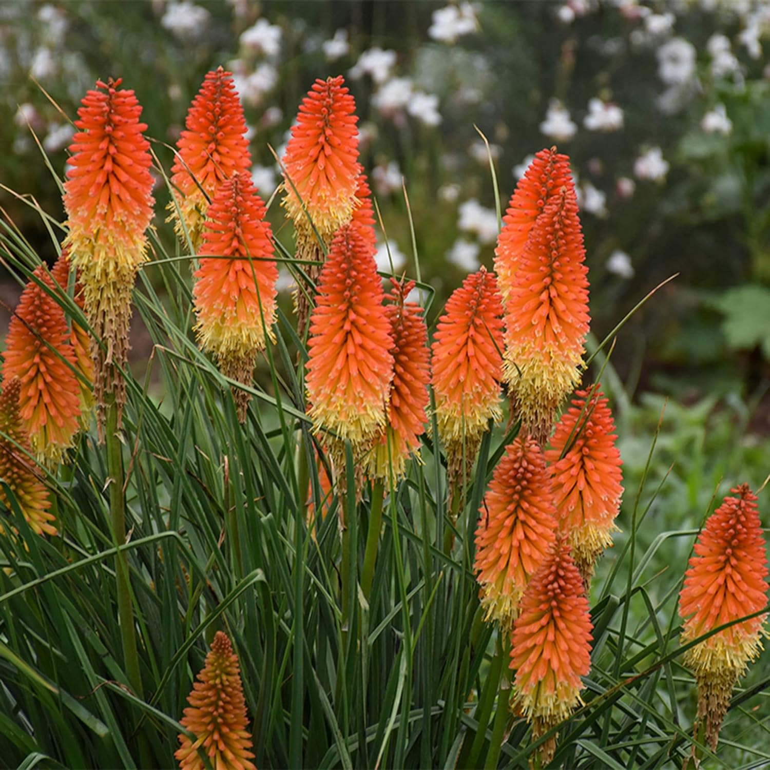 Semillas de Antorcha de Poker Rojo, Kniphofia Perenne Atrae Colibríes y Mariposas Semillas de Flores para Patio, Contenedor y Cama al Aire Libre