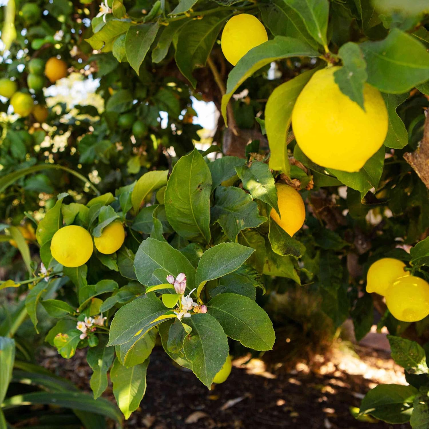 Graines de citron Meyer Peau comestible Pulpe juteuse légèrement plus sucrée Cuisine Pâtisserie Fleurs parfumées Plates-bandes ornementales Graines de fruits d'extérieur