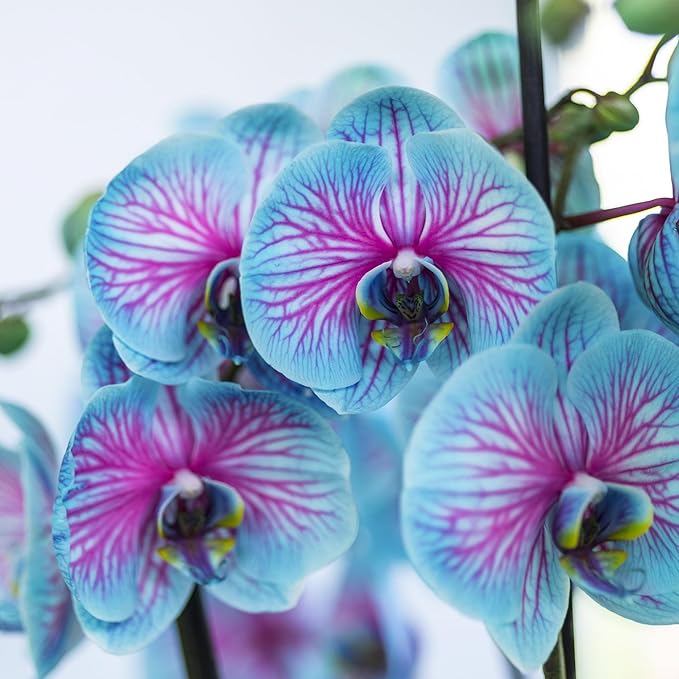 Phalaenopsis-Orchideen-Samen, seltene blaue und rosa Blüten