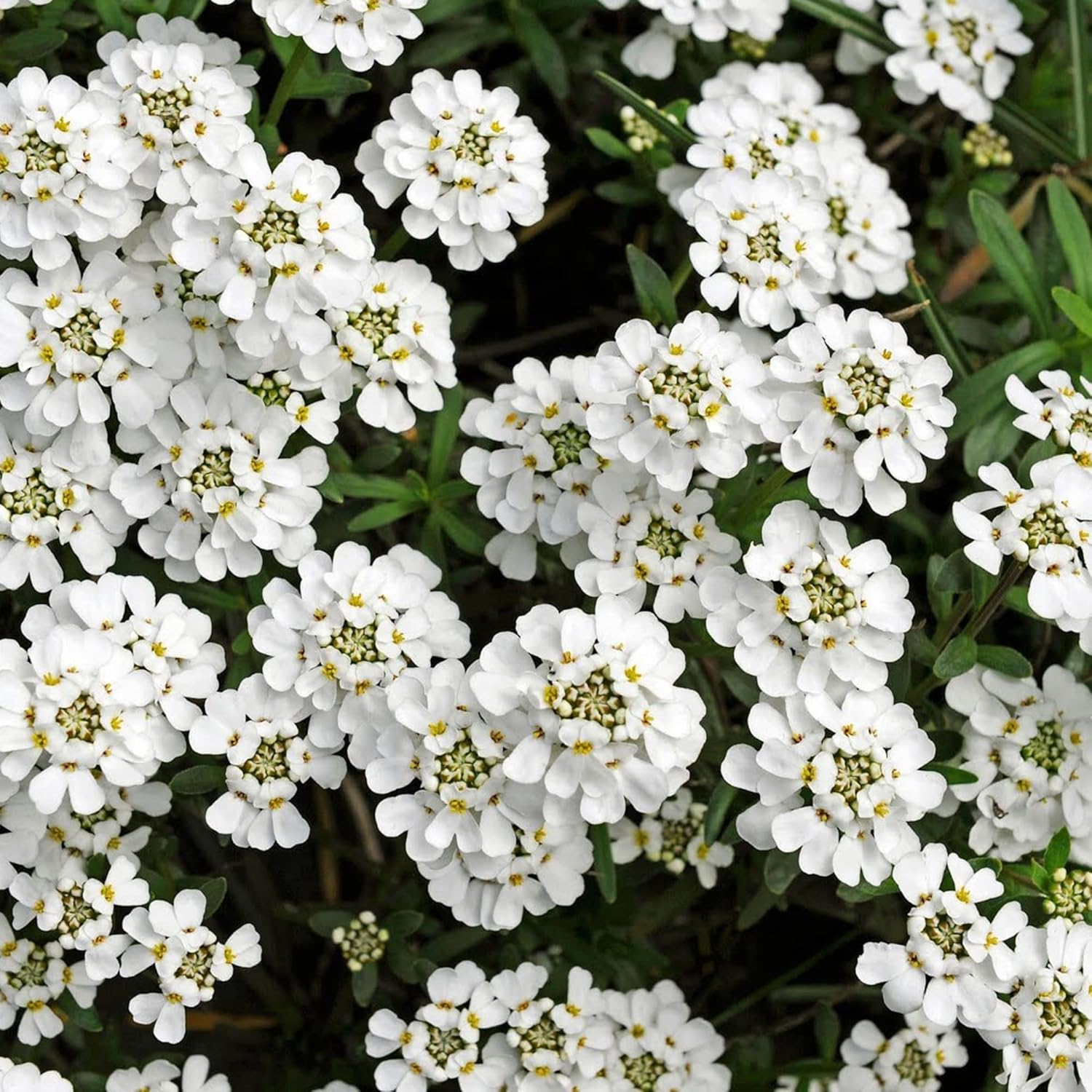 Semillas de Candytuft Iberis Sempervirens - Planta Perenne Siempreverde de Bajo Crecimiento, Cubresuelos Fragante para Bordes - 20 Piezas
