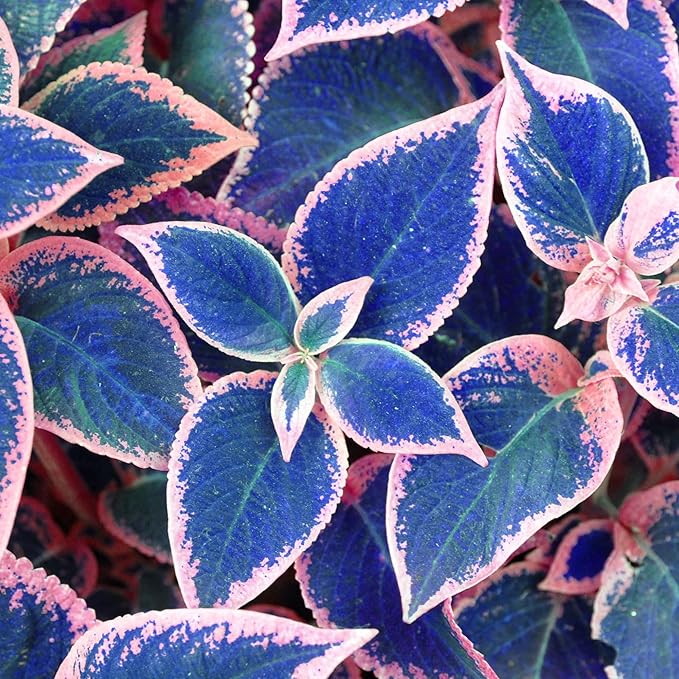 Semillas raras de coleus Blue Mix, follaje vibrante para jardín y macetas