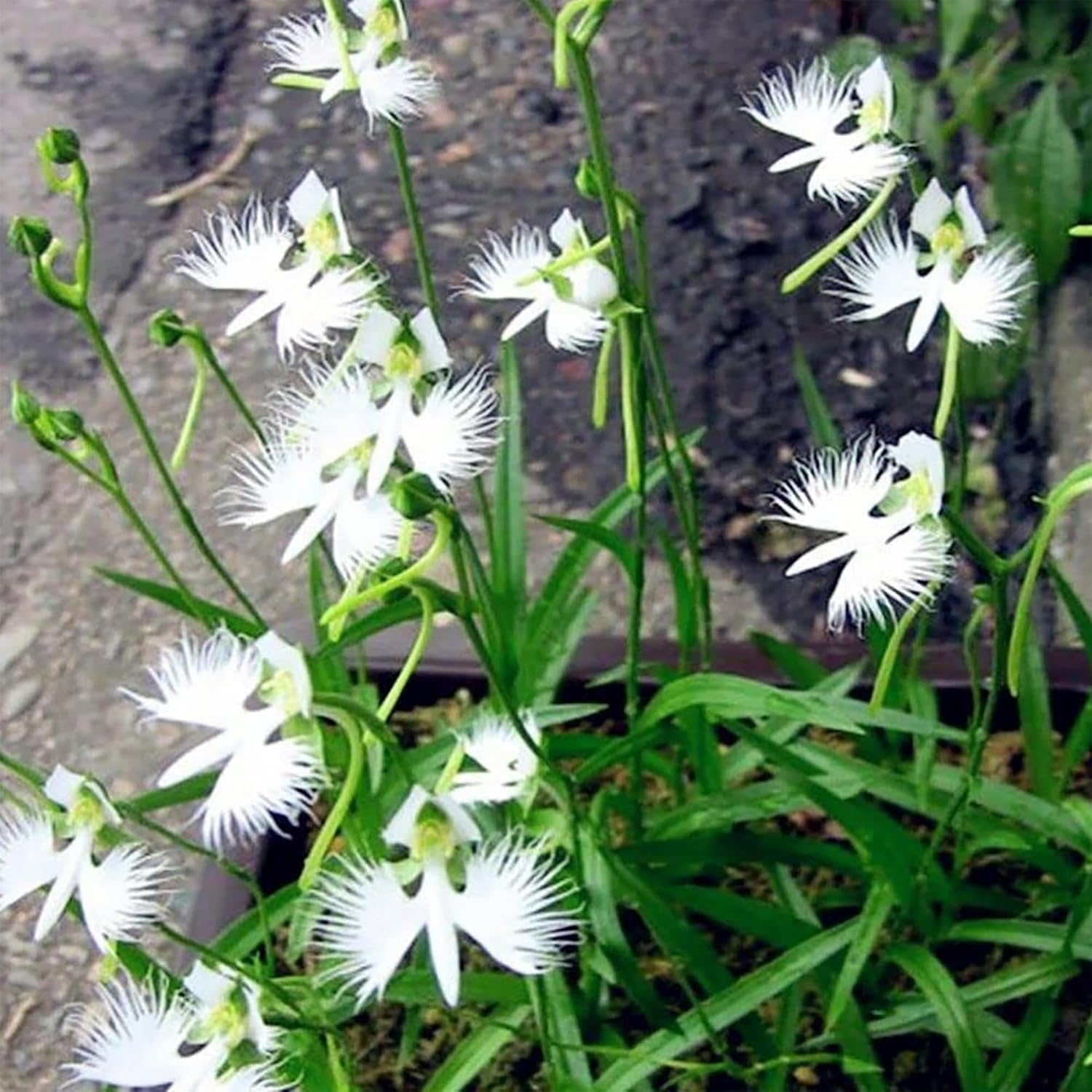 Semillas de Orquídea White Egret – Habenaria Radiata para Flores Elegantes de Jardín