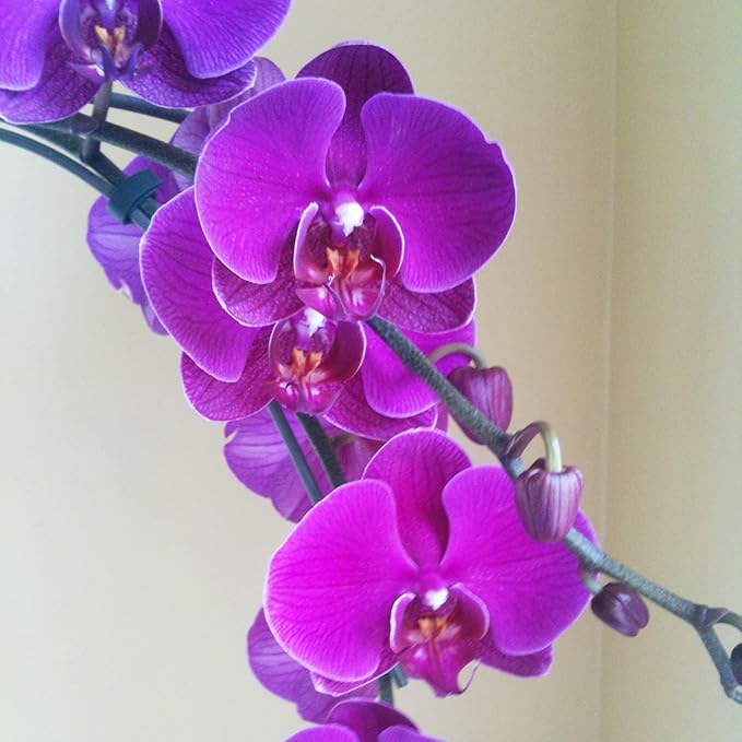 Cymbidium Orchid Purple Seeds  Fragrant, Hardy, Easy to Care, Great for Beginners  Indoor and Outdoor Cut Flower