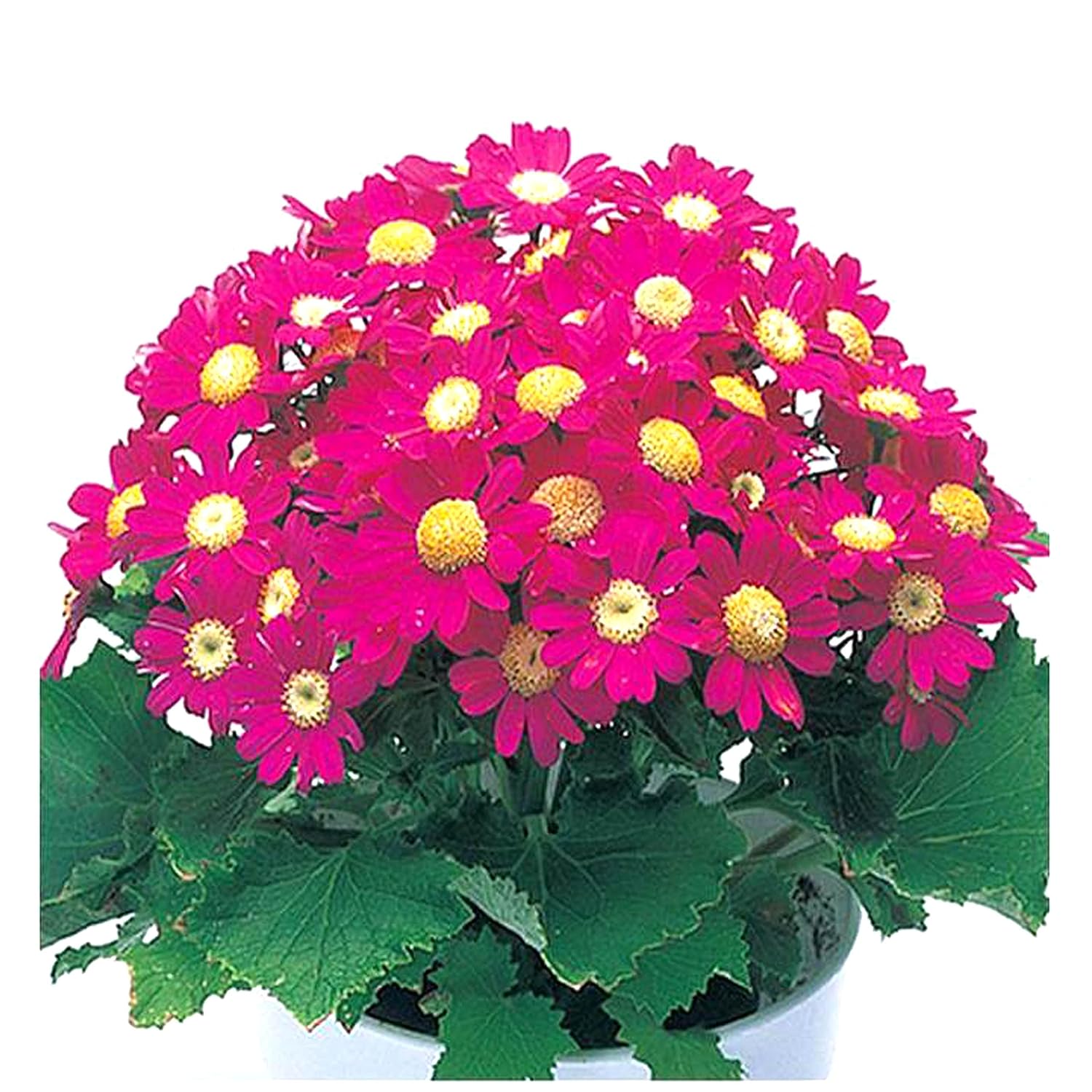 シネラリア混合ハイブリッド種子 – 鮮やかな多色ガーデン花壇用観賞植物