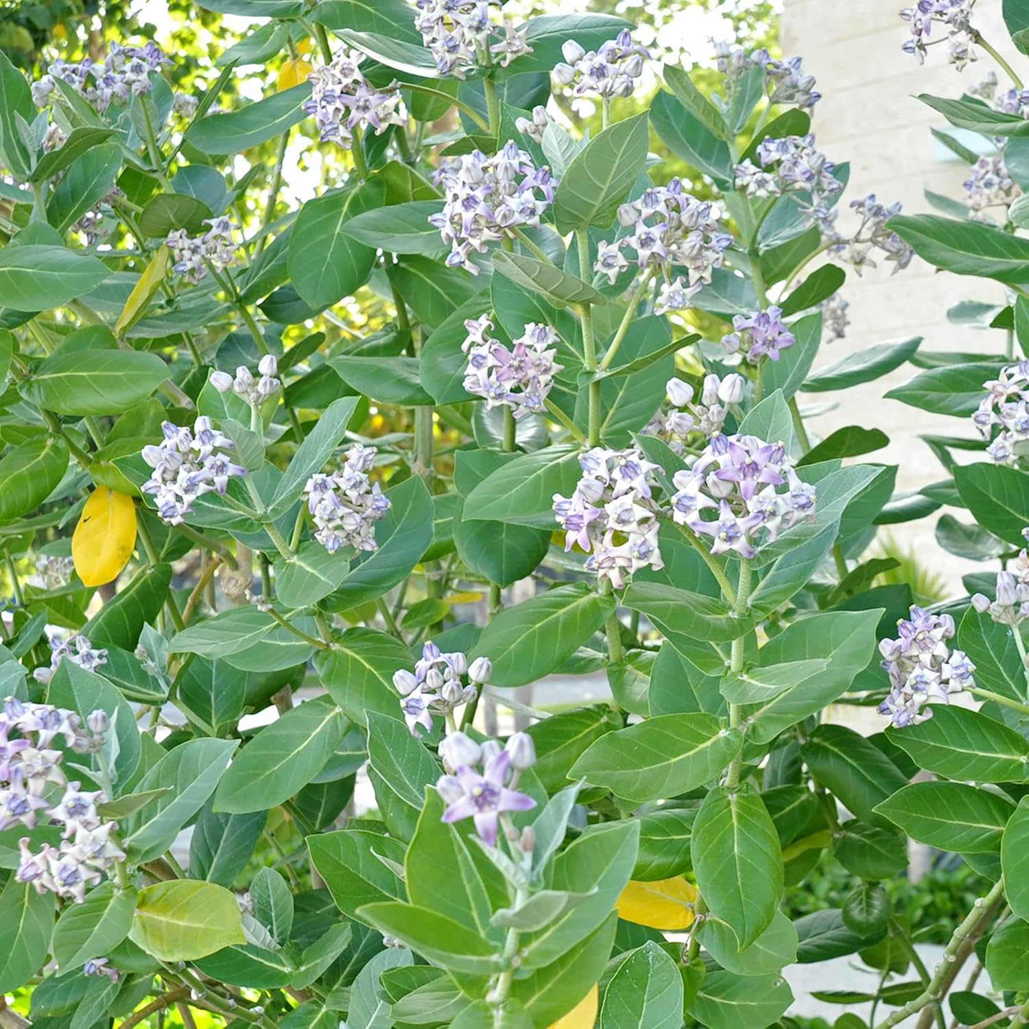 Calotropis Gigantea Seeds  Giant Milkweed