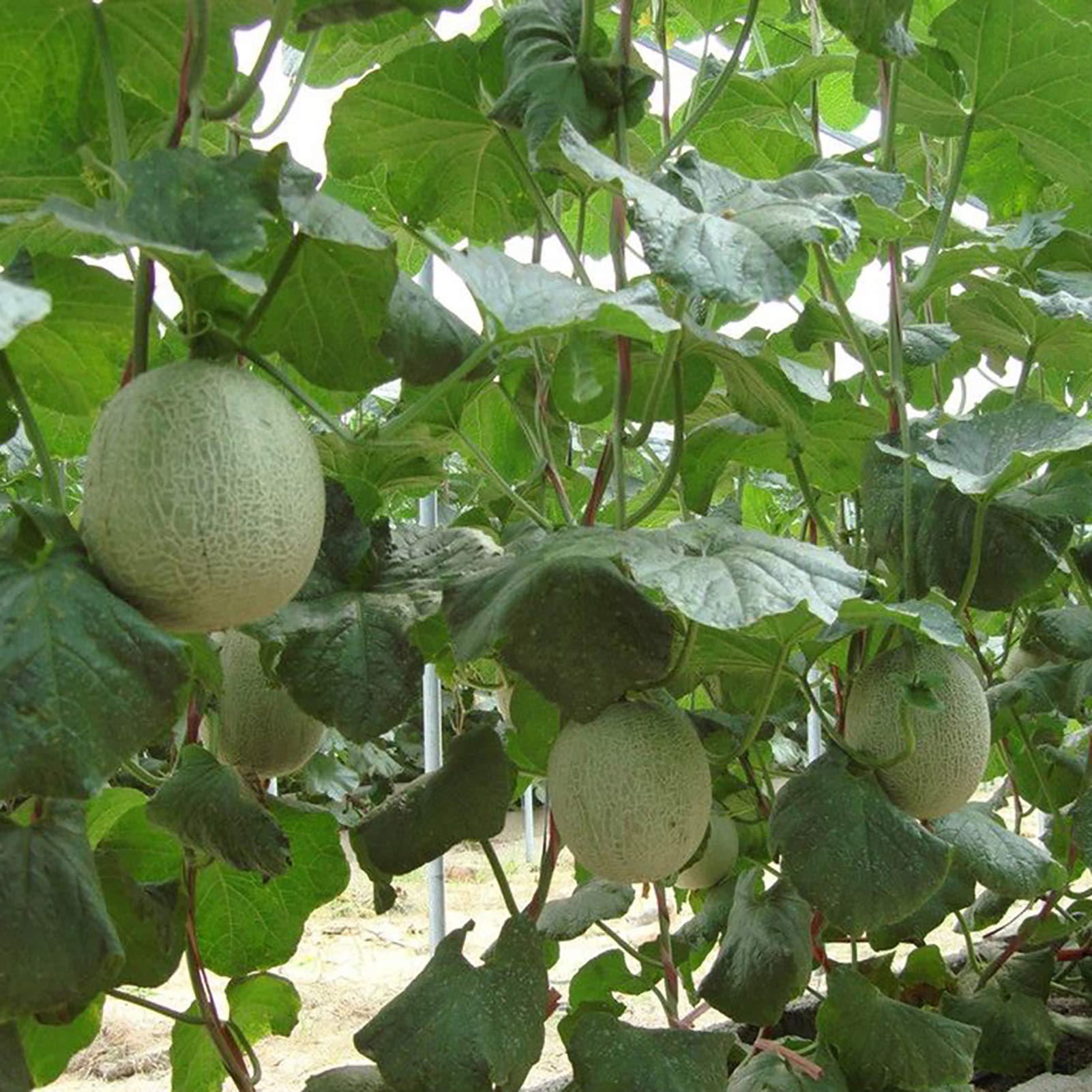 Iroquois Cantaloupe Melon (Cucumis melo) – Fruit Seeds