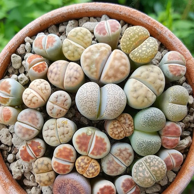 Semillas de Piedras Vivas (Lithops), Plantas Suculentas Únicas con Forma de Guijarro