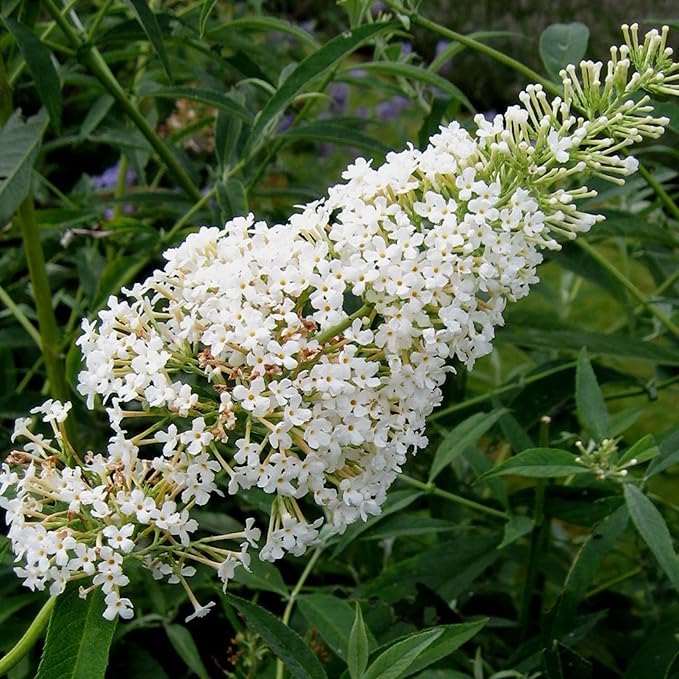 Semillas de Arbusto Mariposa Blanco, Buddleia Davidii Arbusto Perenne, Atrae Mariposas, Bajo Mantenimiento, Crecimiento Rápido, Cama de Patio Exterior - 50 Piezas