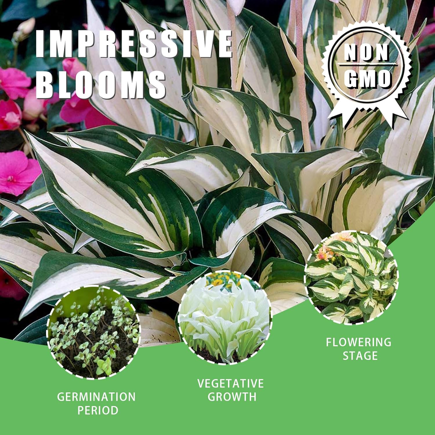 Semi di Hosta Fuoco e Ghiaccio e Contrasto Vivace per Spettacolari Esposizioni in Giardino