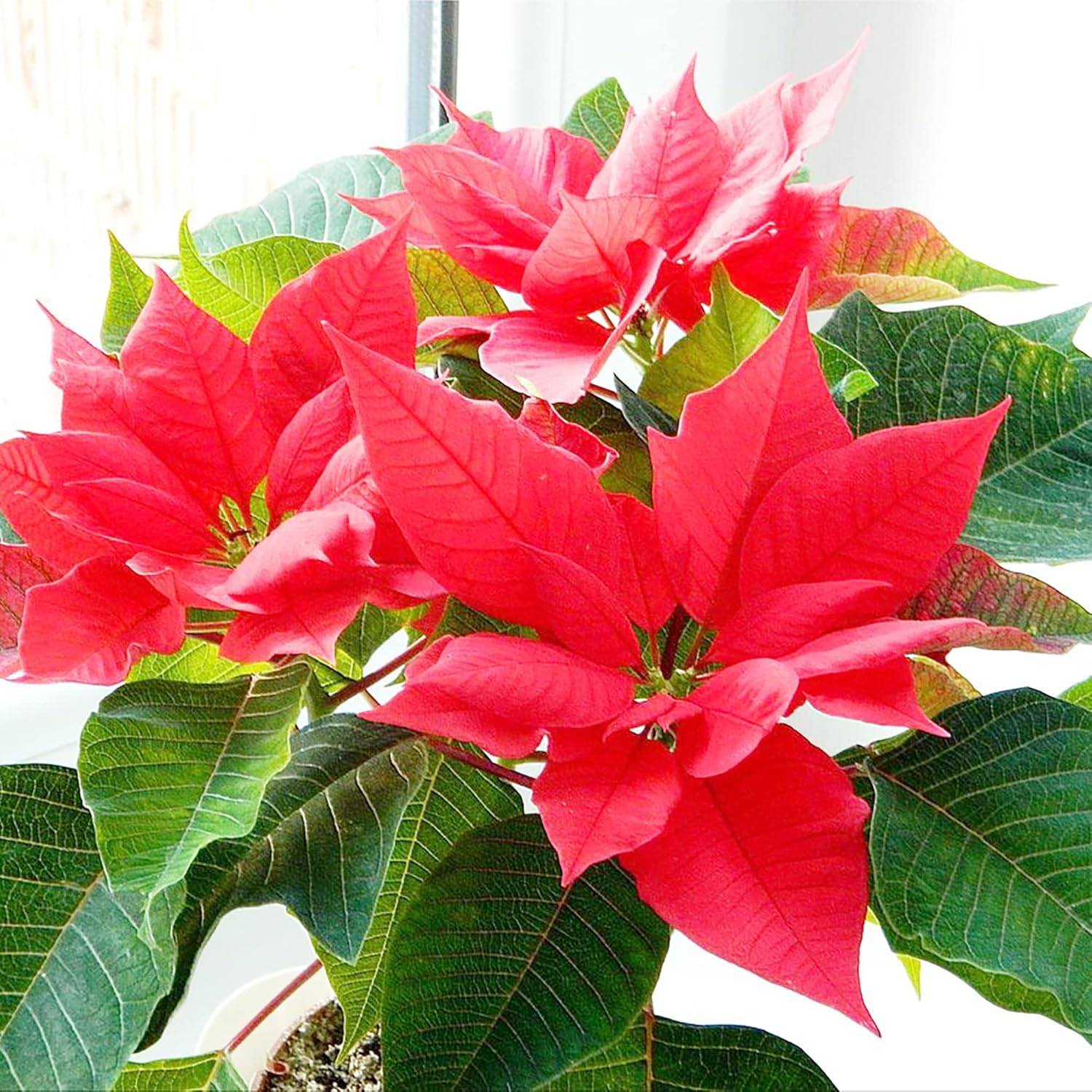 Semillas de Arbusto Perennes Estrella de Navidad Poinsettia, Tolerante a la Sequía para Paisajismo, Setos, Patio y Contenedores Interiores y Exteriores