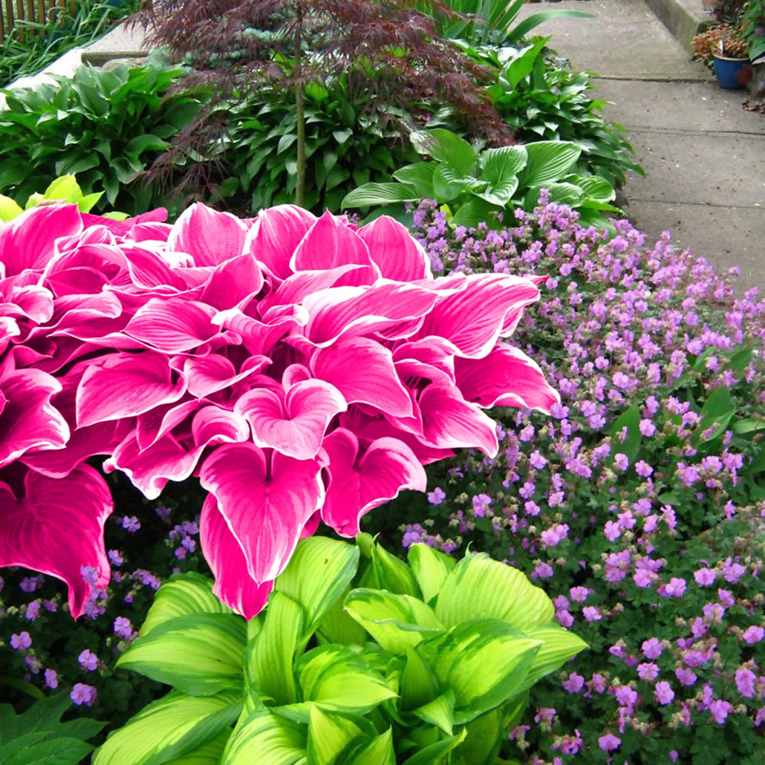 Graines de Hosta Rose Pervenche Vivace pour Bonsaï d'Intérieur et d'Extérieur, Favorable aux Pollinisateurs