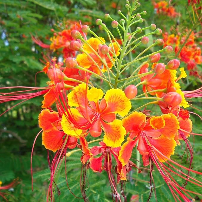 Semillas de Pájaro Rojo del Paraíso - Caesalpinia Pulcherrima, Tolerante al Calor y de Crecimiento Rápido, Atrae Polinizadores, Patio y Bordes - 10 Piezas