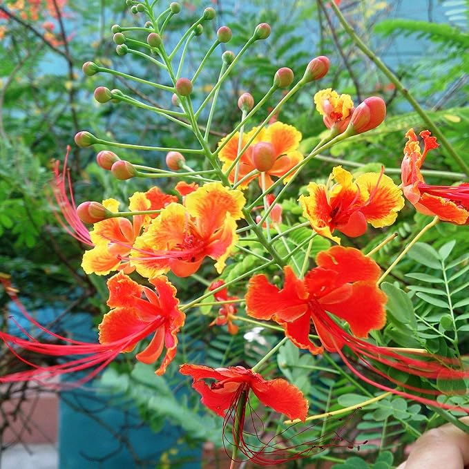 Semillas de Pájaro Rojo del Paraíso - Caesalpinia Pulcherrima, Tolerante al Calor y de Crecimiento Rápido, Atrae Polinizadores, Patio y Bordes - 10 Piezas