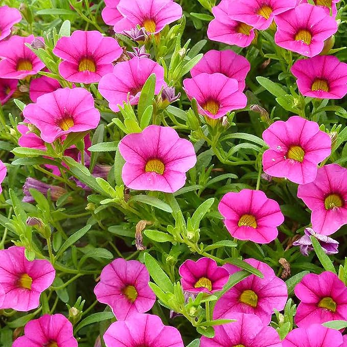 Mixed Calibrachoa Seeds, Vibrant Blooms for Stunning Garden Displays