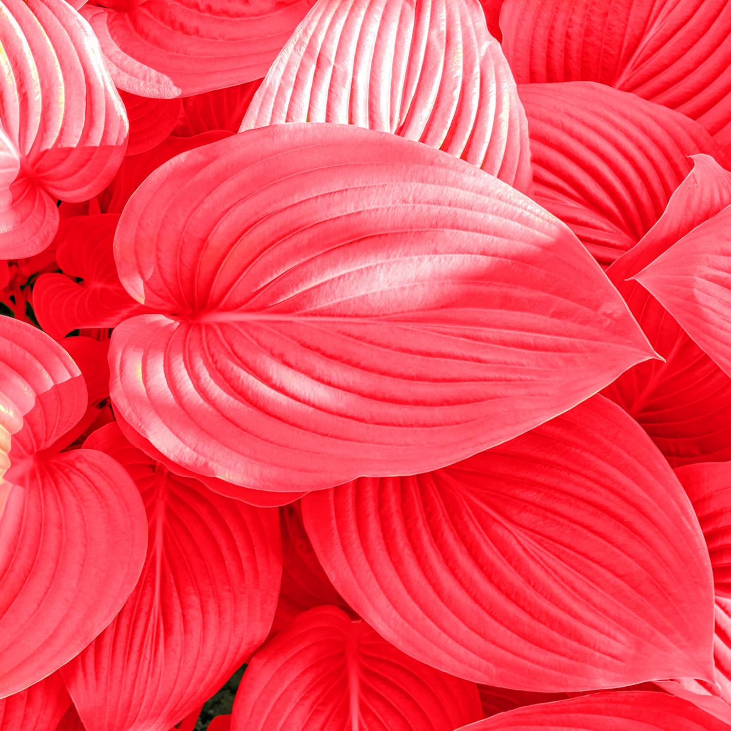 Semillas de Hosta Roja Ans Plantas Perennes Amantes de la Sombra para Jardines Interiores y Exteriores, Amigables con los Polinizadores y de Bajo Mantenimiento