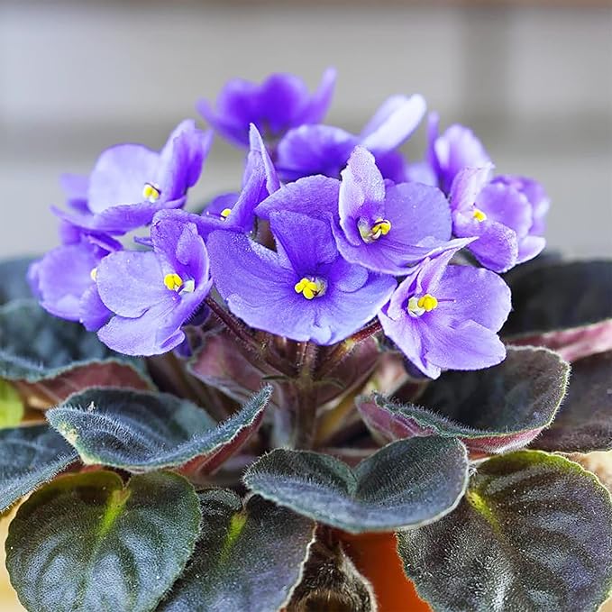 Mixed Color African Violet Seeds, Perennial Flower Seeds for Vibrant Indoor & Outdoor Blooms