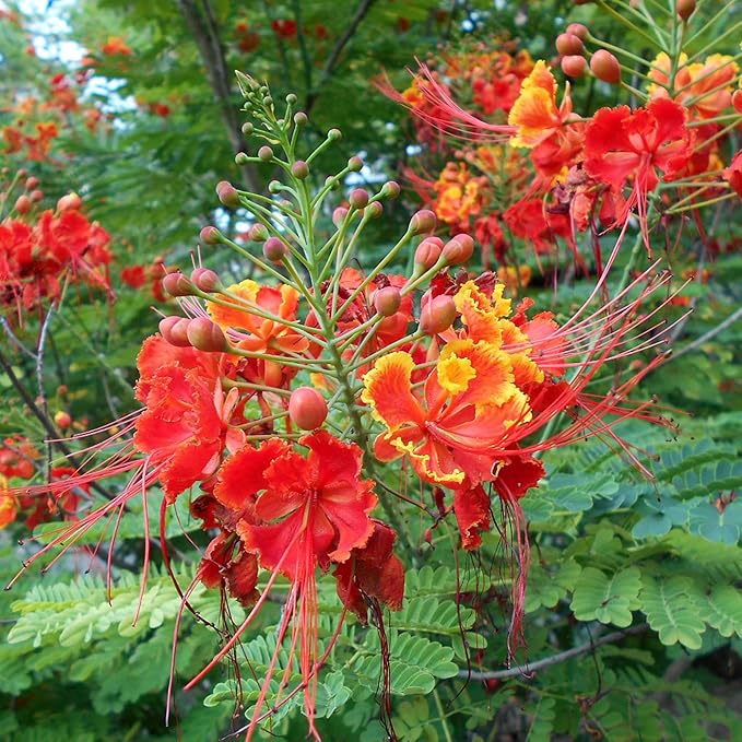 Semillas de Pájaro Rojo del Paraíso - Caesalpinia Pulcherrima, Tolerante al Calor y de Crecimiento Rápido, Atrae Polinizadores, Patio y Bordes - 10 Piezas