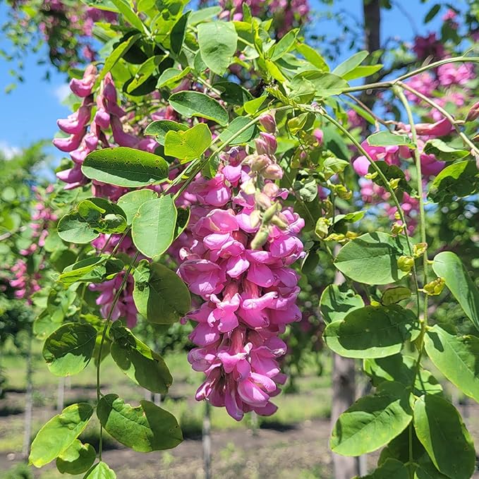 Semillas de Robinia Negra Púrpura - Árbol Ornamental Caducifolio con Flores Fragantes, Tolerante a la Sequía, Atrae Polinizadores