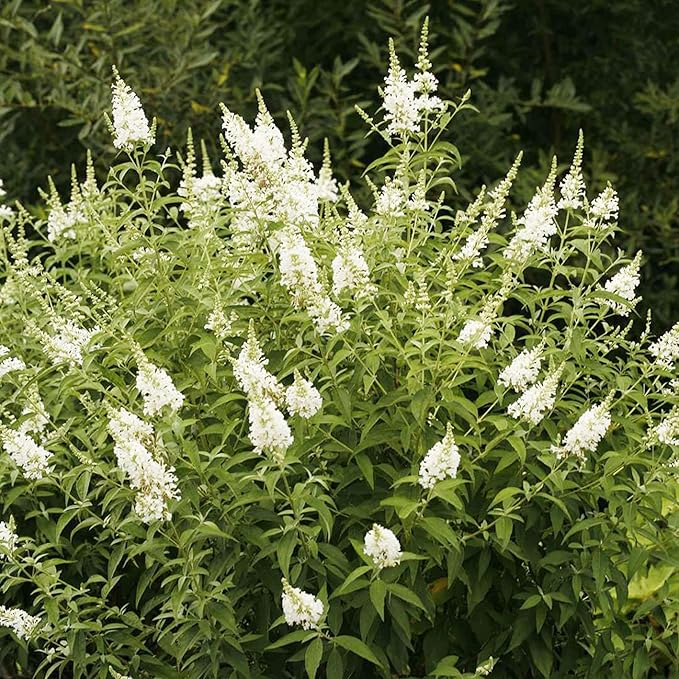 Semillas de Arbusto Mariposa Blanco, Buddleia Davidii Arbusto Perenne, Atrae Mariposas, Bajo Mantenimiento, Crecimiento Rápido, Cama de Patio Exterior - 50 Piezas