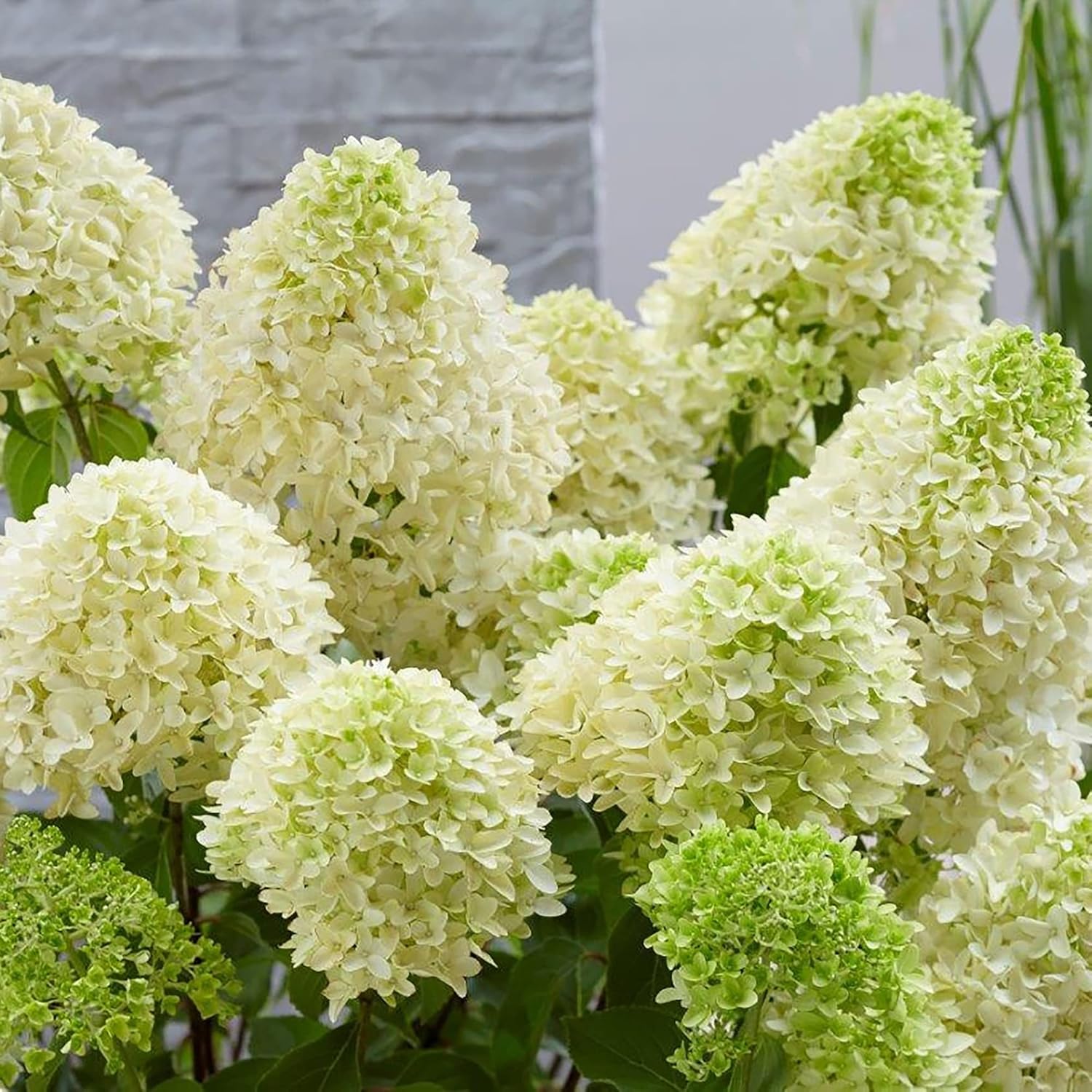 Semillas de Hydrangea Paniculata - Hortensia Peegee, Crecimiento Rápido, Atrae Polinizadores, Perfecta para Camas, Bordes, Patio, Exterior - 50 Semillas de Arbusto Florido
