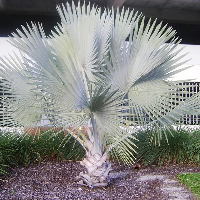 Semillas de Palma Bismarck, Bismarckia Nobilis, Bajo Mantenimiento y Tolerante a la Sequía, Semillas de Árbol