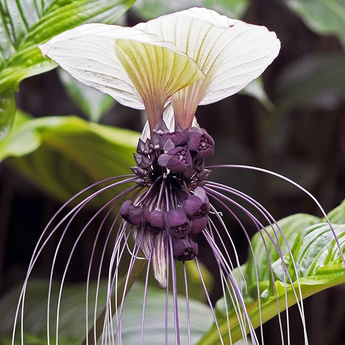 Semillas de Tacca Integrifolia Flor de Murciélago Blanca Planta Tropical Ornamental de Interior, Libre de OGM, 5 Piezas